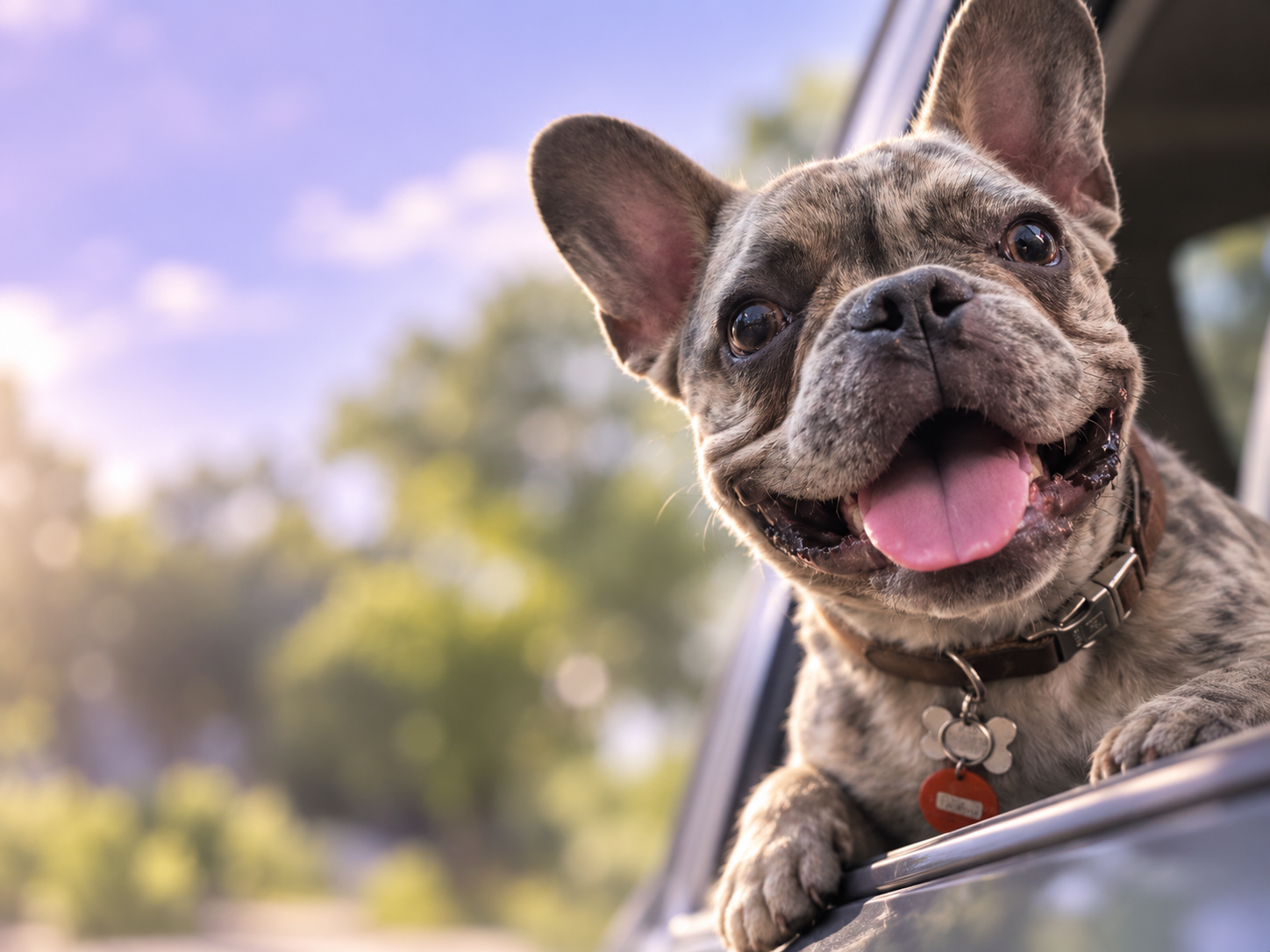 Bulldog francés feliz asomándose por la ventana de un auto