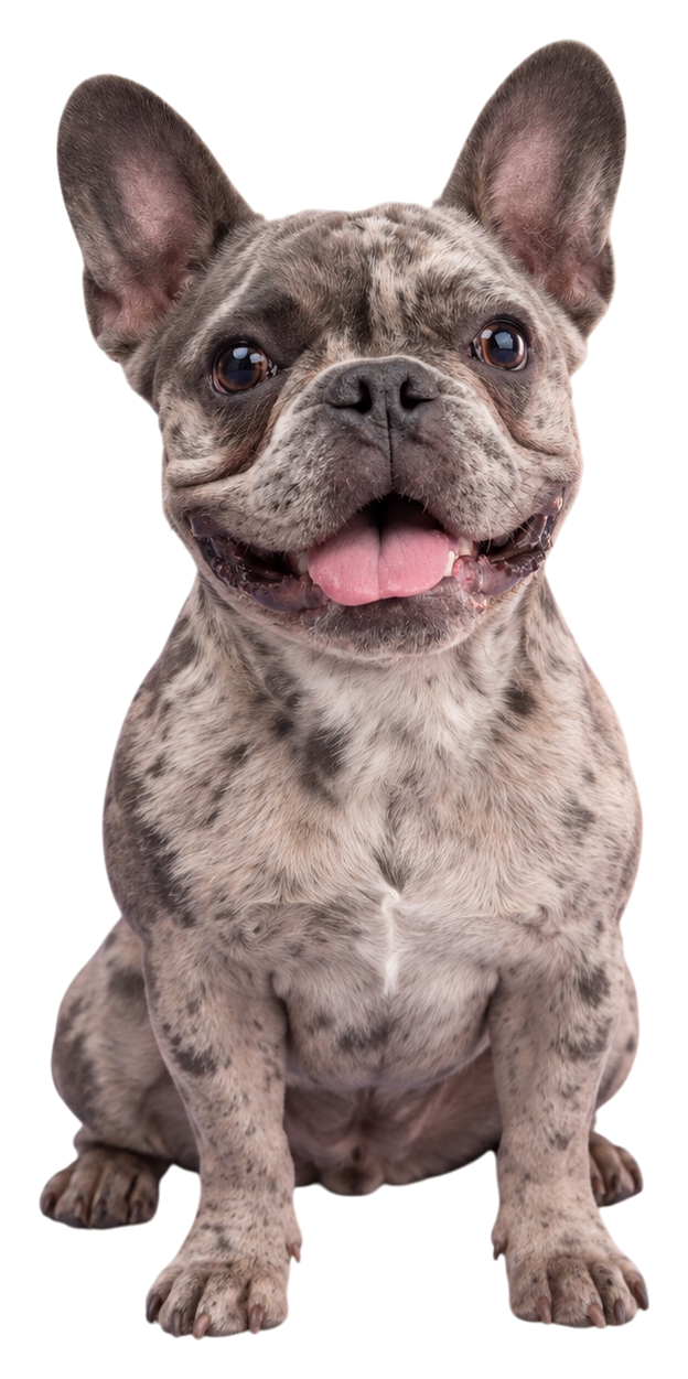 Milo, Bulldog Francés de dos años