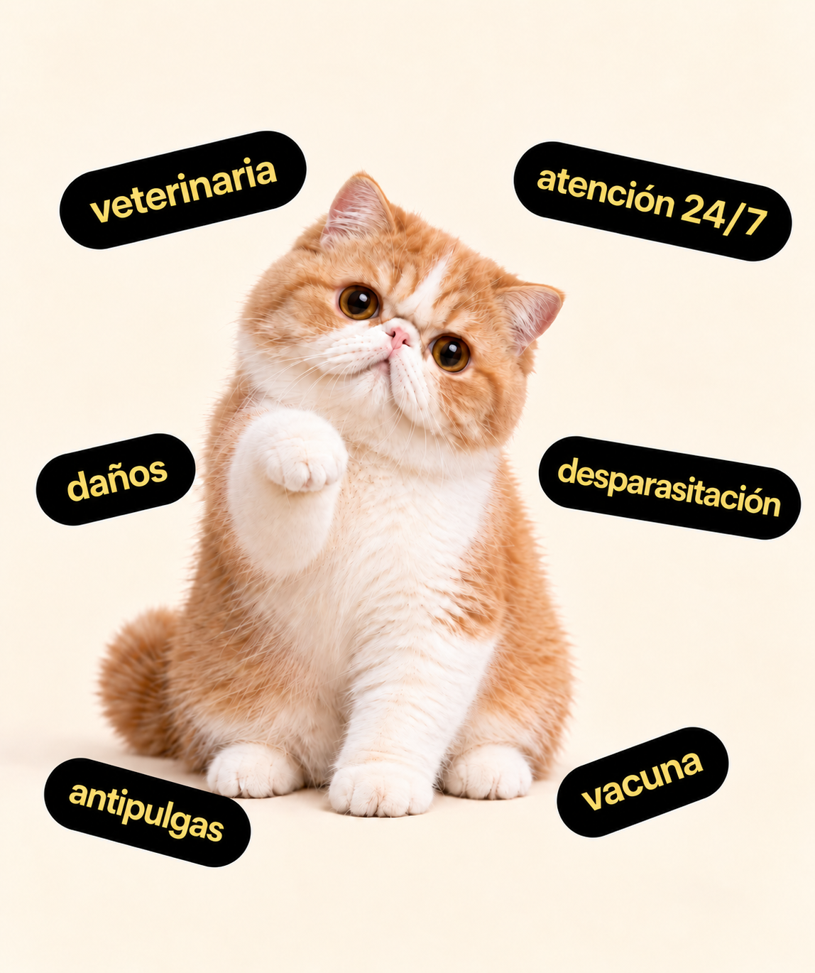 Gato del paquete Cuidado Esencial con sus servicios incluidos